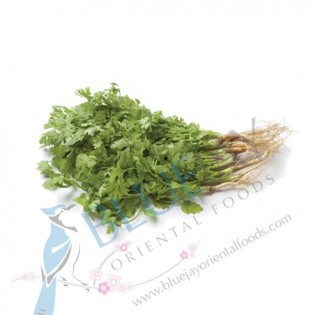 Coriander with Root