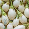 White Egg Plant