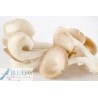 Oyster Mushroom