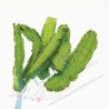 Wing Bean