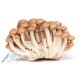 Shimeji Mushroom Brown Kg