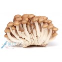 Brown Shimeji Mushroom Kg
