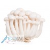 White Shimeji Mushroom Kg