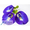 Butterfly Pea Flower Kg
