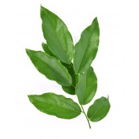 Bai Yanang Leaf