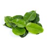 Fresh Kaffir Lime Leaf Kg