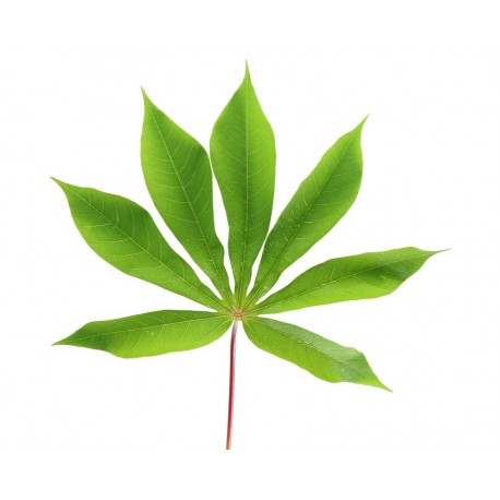 Cassava Leaf Kg