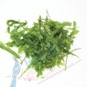 Tamarind Leaf kg