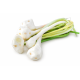 Young Galangal Kg