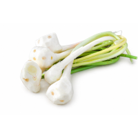 Young Galangal Kg