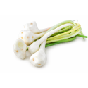Young Galangal Kg