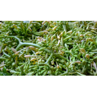 Papaya Flower 10 x 100g Kg