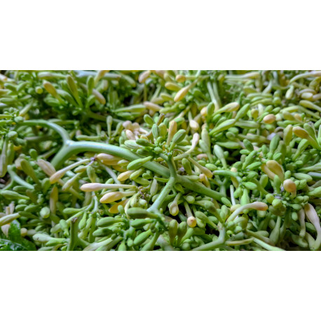Papaya Flower 10 x 100g Kg