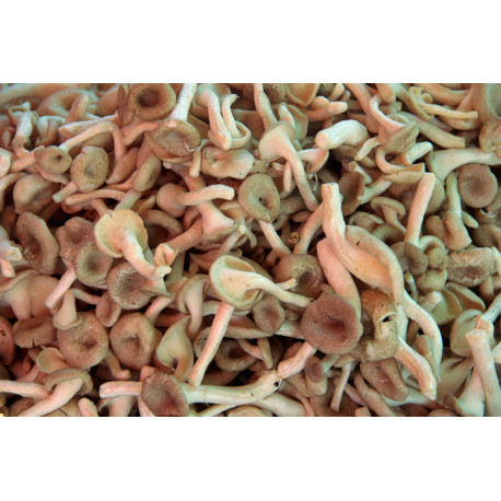Kon Kae Mushroom