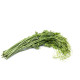 Chayote