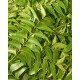 Sadao Leaf Kg