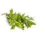 Sadao Leaf Kg