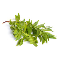 Sadao Leaf Kg