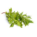 Sadao Leaf Kg