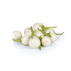 White Egg Plant