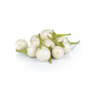 White Egg Plant kg