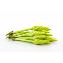 Moonflower kg