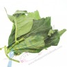 Morinda Yor